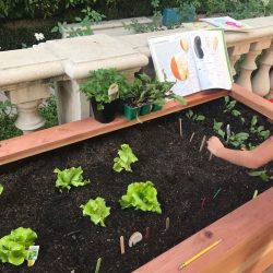 Culinary Garden 01