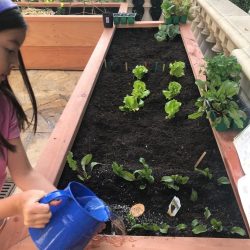 Culinary Garden